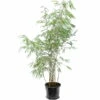 Fargesia Scabrida - Pot 10 Ltr -Planten Winkel 1991665296