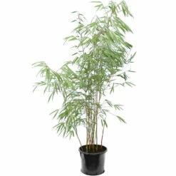 Fargesia Scabrida - Pot 10 Ltr