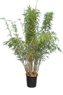 Fargesia Rufa - Pot 10 Ltr -Planten Winkel 1991665356