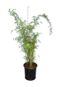Fargesia Jiuzhaigou - Pot 10 Ltr -Planten Winkel 1991665380