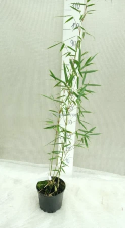 Fargesia Robusta Campbell - Totale Hoogte 60+ Cm - Pot 2 Ltr -Planten Winkel 1991665416