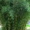 Fargesia Robusta Campbell - Totale Hoogte 80+ Cm - Pot 5 Ltr -Planten Winkel 1991665443