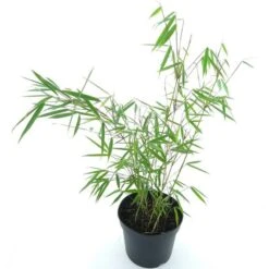 Fargesia Robusta Campbell - Totale Hoogte 80+ Cm - Pot 5 Ltr -Planten Winkel 1991665446