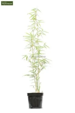 Fargesia Robusta Campbell - Totale Hoogte 80+ Cm - Pot 5 Ltr -Planten Winkel 1991665449