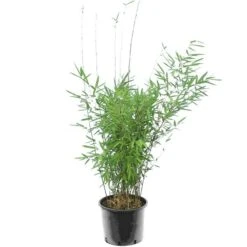 Fargesia Nitida Black Pearl - Pot 10 Ltr -Planten Winkel 1991665476