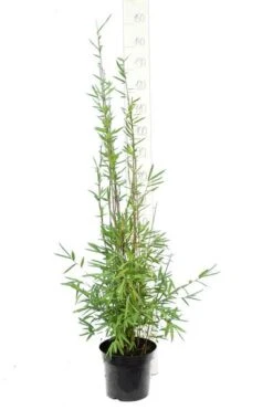 Fargesia Nitida Black Pearl - Totale Hoogte 100-120 Cm - Pot 5 Ltr -Planten Winkel 1991665503