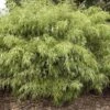 Fargesia Rufa - Totale Hoogte 60+ Cm - Pot 5 Ltr -Planten Winkel 1991665524
