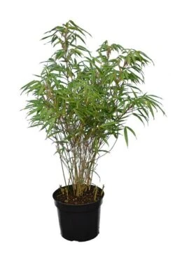 Fargesia Rufa - Totale Hoogte 60+ Cm - Pot 5 Ltr -Planten Winkel 1991665530