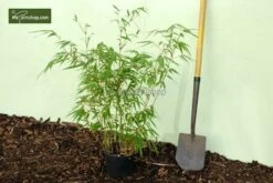 Fargesia Rufa - Totale Hoogte 60+ Cm - Pot 5 Ltr -Planten Winkel 1991665533