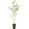 Phyllostachys Humilis - Pot 14 X 14 Cm -Planten Winkel 1991665596
