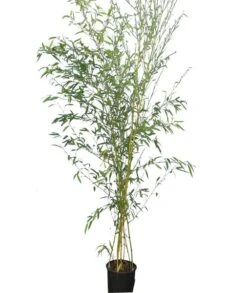 Phyllostachys Aureosulcata Spectabilis - Pot 10 Ltr [pallet] -Planten Winkel 1991665647