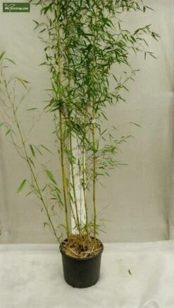 Phyllostachys Aureosulcata Spectabilis - Pot 10 Ltr [pallet] -Planten Winkel 1991665650