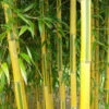 Phyllostachys Aureosulcata Spectabilis - Totale Hoogte 170+ Cm - Pot 5 Ltr 1 Phyllostachys Aureosulcata Spectabilis - Totale Hoogte 170+ Cm - Pot 5 Ltr -Planten Winkel 1991665671