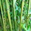 Phyllostachys Bissetii - Pot 10 Ltr [pallet] -Planten Winkel 1991665689