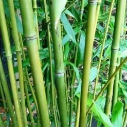 Phyllostachys Bissetii - Pot 10 Ltr [pallet]