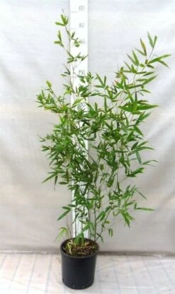 Phyllostachys Bissetii - Pot 10 Ltr [pallet] -Planten Winkel 1991665692