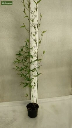 Phyllostachys Aureosulcata Aureocaulis - Totale Hoogte 100+cm - Pot 5 Ltr -Planten Winkel 1991665749