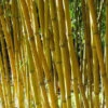 Phyllostachys Aureosulcata Aureocaulis - Pot 15 Ltr [pallet] -Planten Winkel 1991665764