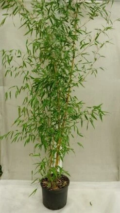 Phyllostachys Aureosulcata Aureocaulis - Pot 15 Ltr [pallet] -Planten Winkel 1991665767