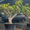 Ficus Carica Brown Turkey - Pot Ø 90 Cm [pallet] -Planten Winkel 1991665782