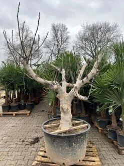 Ficus Carica Brown Turkey - Pot Ø 90 Cm [pallet] -Planten Winkel 1991665785