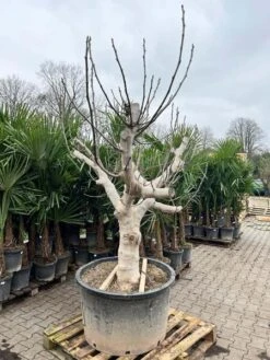 Ficus Carica Brown Turkey - Pot Ø 90 Cm [pallet] -Planten Winkel 1991665788