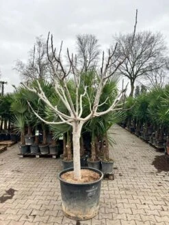 Ficus Carica Brown Turkey - Pot Ø 70 Cm [pallet] -Planten Winkel 1991665830
