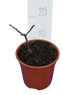 Ficus Carica Sp. Goutte D'or - Pot Ø 23 Cm -Planten Winkel 1991665866