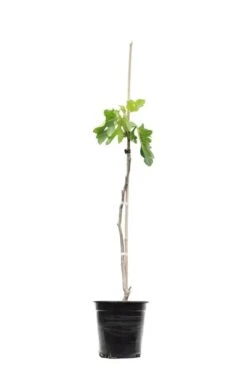 Ficus Carica Brown Turkey Pot Ø 23 Cm Totale Hoogte 90-110 Cm -Planten Winkel 1991665911