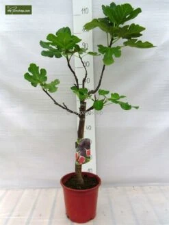 Ficus Carica Brown Turkey Pot Ø 23 Cm Totale Hoogte 90-110 Cm -Planten Winkel 1991665914