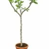 Ficus Carica Brown Turkey - Stam 60-80 Cm - Stamomtrek 10-15 Cm [pallet] -Planten Winkel 1991665944