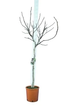 Ficus Carica Brown Turkey - Stam 60-80 Cm - Stamomtrek 10-15 Cm [pallet] -Planten Winkel 1991665953