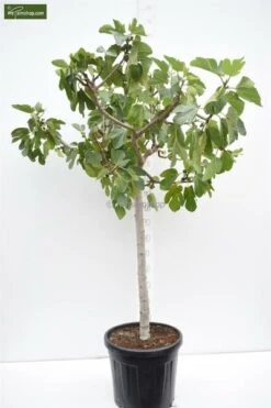 Ficus Carica Brown Turkey - Totale Hoogte 180+ Cm - Stam 80+ Cm - Stamomtrek 20-24 Cm [pallet] -Planten Winkel 1991666052