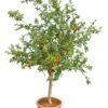 Punica Granatum Dente Di Cavallo - Pot Ø 38 Cm [pallet] -Planten Winkel 1991666097