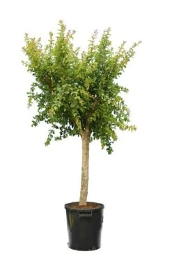 Punica Granatum Dente Di Cavallo - Pot Ø 38 Cm [pallet] -Planten Winkel 1991666103