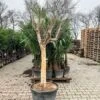 Punica Granatum Dente Di Cavallo - Pot Ø 50 Cm [pallet] -Planten Winkel 1991666124