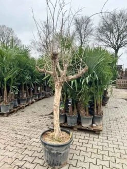 Punica Granatum Dente Di Cavallo - Pot Ø 50 Cm [pallet] -Planten Winkel 1991666127