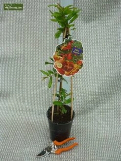 Punica Granatum Dente Di Cavallo - Pot 2 Ltr 9 Punica Granatum Dente Di Cavallo - Pot 2 Ltr -Planten Winkel 1991666160