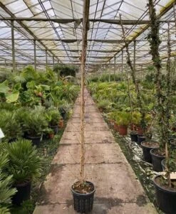 Platanus Acerifolia - Pot Ø 35 Cm [pallet] -Planten Winkel 1991666229