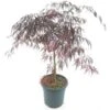 Acer Palmatum Tamukeyama - Stam 55-65 Cm - Totale Hoogte 110-130 Cm - Pot 15 Ltr