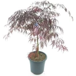 Acer Palmatum Tamukeyama - Stam 55-65 Cm - Totale Hoogte 110-130 Cm - Pot 15 Ltr