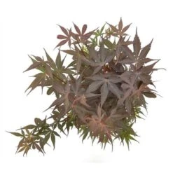 Acer Palmatum Skeeters Broom - Stam 60-70 Cm - Totale Hoogte 120-140 Cm - Pot 15 Ltr -Planten Winkel 1991666262