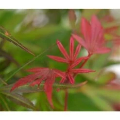 Acer Palmatum Skeeters Broom - Stam 60-70 Cm - Totale Hoogte 120-140 Cm - Pot 15 Ltr -Planten Winkel 1991666265