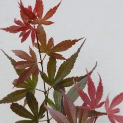 Acer Palmatum Skeeters Broom - Stam 60-70 Cm - Totale Hoogte 120-140 Cm - Pot 15 Ltr -Planten Winkel 1991666268