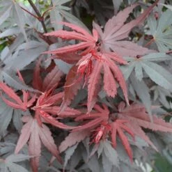 Acer Palmatum Skeeters Broom - Stam 60-70 Cm - Totale Hoogte 120-140 Cm - Pot 15 Ltr -Planten Winkel 1991666271