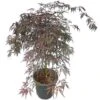 Acer Palmatum Dissectum Garnet - Stam 50-60 Cm - Totale Hoogte 110-130 Cm - Pot 15 Ltr -Planten Winkel 1991666304