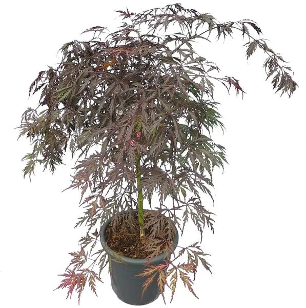 Acer Palmatum Dissectum Garnet - Stam 50-60 Cm - Totale Hoogte 110-130 Cm - Pot 15 Ltr 3 Acer Palmatum Dissectum Garnet - Stam 50-60 Cm - Totale Hoogte 110-130 Cm - Pot 15 Ltr