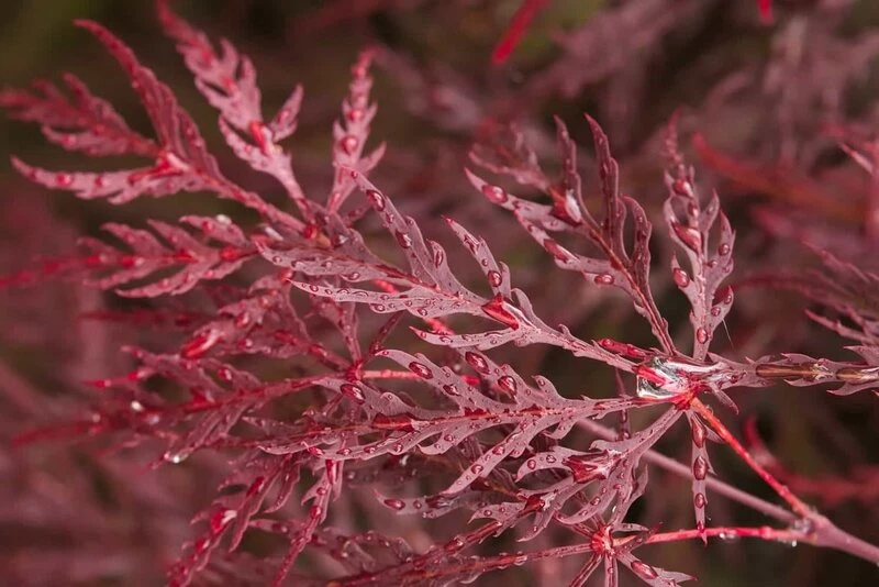 Acer Palmatum Dissectum Garnet - Stam 50-60 Cm - Totale Hoogte 110-130 Cm - Pot 15 Ltr 5 Acer Palmatum Dissectum Garnet - Stam 50-60 Cm - Totale Hoogte 110-130 Cm - Pot 15 Ltr - Afbeelding 3