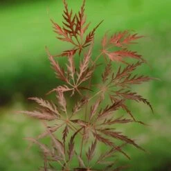 Acer Palmatum Dissectum Garnet - Stam 50-60 Cm - Totale Hoogte 110-130 Cm - Pot 15 Ltr 12 Acer Palmatum Dissectum Garnet - Stam 50-60 Cm - Totale Hoogte 110-130 Cm - Pot 15 Ltr -Planten Winkel 1991666313