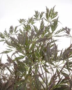 Acer Palmatum Dissectum Garnet - Stam 50-60 Cm - Totale Hoogte 110-130 Cm - Pot 15 Ltr 13 Acer Palmatum Dissectum Garnet - Stam 50-60 Cm - Totale Hoogte 110-130 Cm - Pot 15 Ltr -Planten Winkel 1991666316